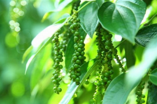 Giá tiêu hôm nay 5/1: Chạm mốc 151.000 đồng/kg, thị trường phân hóa giữa các vùng