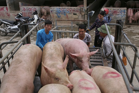 Giá heo hơi hôm nay 5/1: Xu hướng giảm lan rộng toàn quốc, thấp nhất 62.000 đồng/kg
