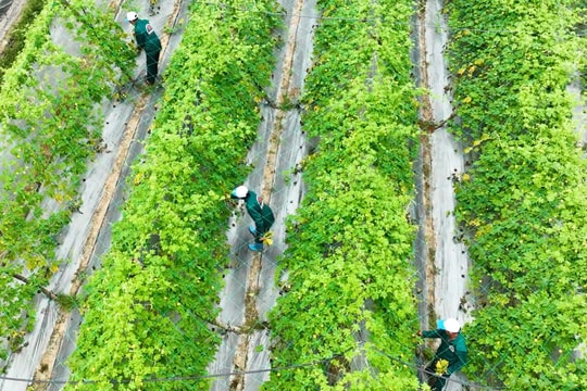 Làng hoa, làng rau tất bật cho thị trường Tết Bính Ngọ