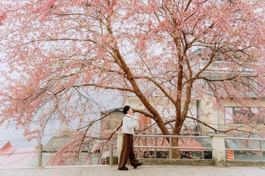 Tuyên Quang: Săn mùa hoa mai anh đào nở rộ nơi đồn biên phòng Lũng Cú