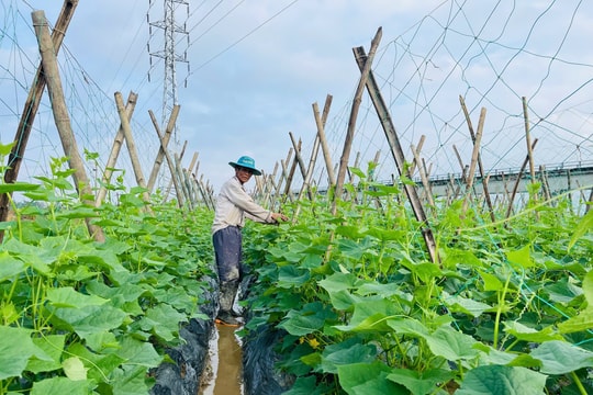 Nhà nông hối hả xuống đồng