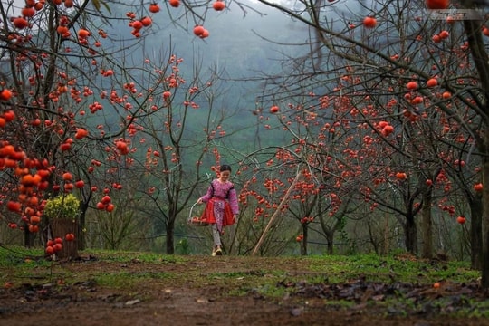 Mùa hồng chín trên cao nguyên đá Mộc Châu