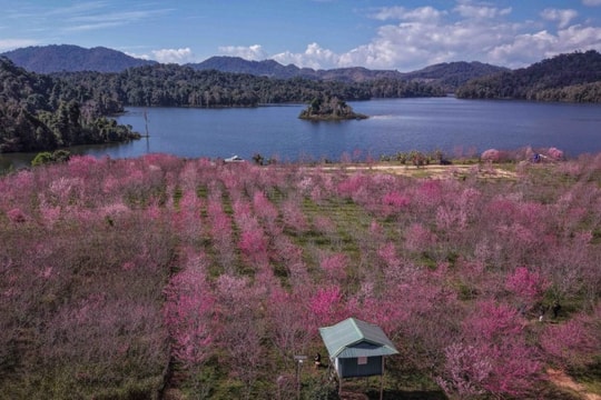 Điện Biên: Ngắm sắc hồng hoa anh đào Nhật Bản nở rộ giữa lòng hồ Pá Khoang