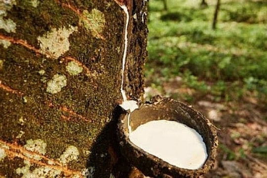Giá cao su ngày 7/1: Thị trường thế giới phân hóa, giá mủ trong nước đi ngang