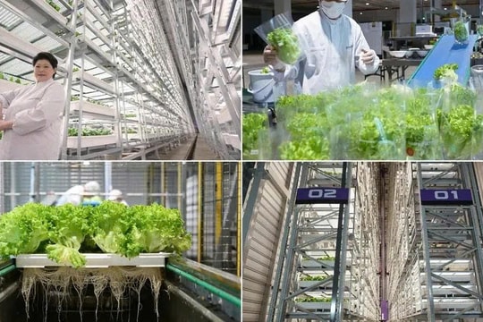 Greenphyto, trang trại thẳng đứng lớn nhất thế giới