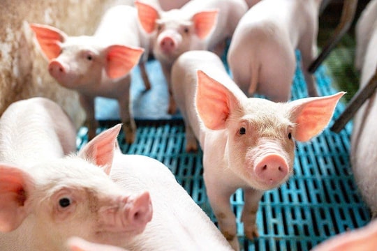 Giá heo hơi hôm nay 8/1: Đà tăng mạnh lan rộng, chạm mốc 70.000 đồng/kg