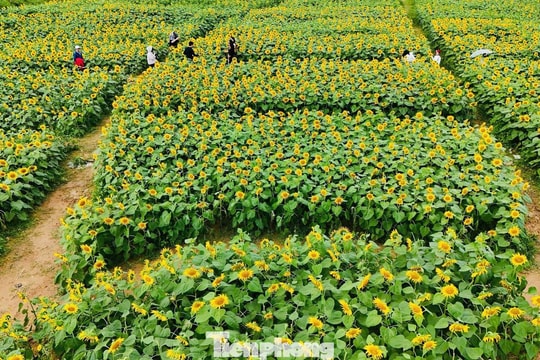 Quảng Ngãi: 'Lạc lối' giữa cánh đồng triệu đóa hướng dương rực rỡ đón Tết