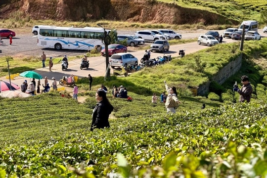 Đà Lạt: Check-in đồi chè Cầu Đất xanh mướt trong nắng sớm đầu năm