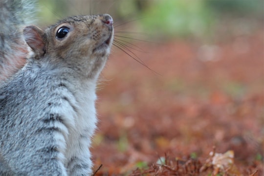 9 kỹ thuật chụp ảnh động vật hoang dã mùa đông giúp nâng tầm tác phẩm