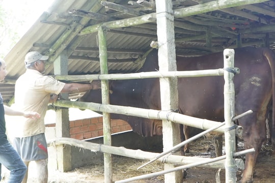 Các địa phương tập trung bảo vệ đàn vật nuôi, chuẩn bị phục vụ Tết