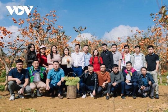 Mộc Châu vào mùa quả chín: Trải nghiệm hái cam vàng và hồng đỏ trên cao nguyên