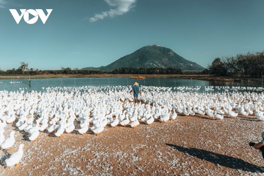 Tây Ninh: Chiêm ngưỡng lốc xoáy trắng 4.000 con vịt dưới chân núi Bà Đen
