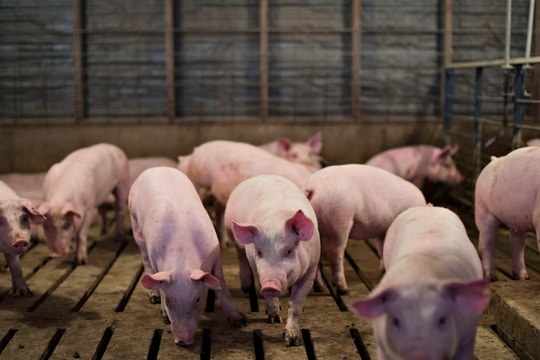 Giá heo hơi ngày 9/1: Miền Bắc thiết lập đỉnh mới 71.000 đồng/kg