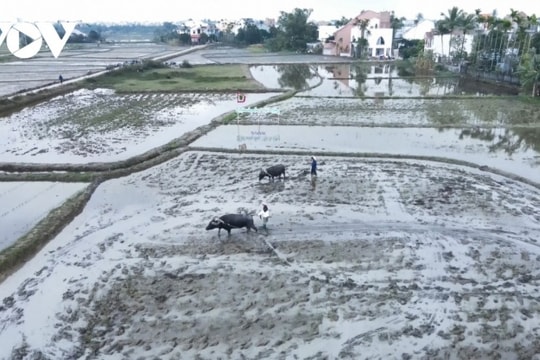 Đà Nẵng: Trải nghiệm "sống thử" đời thôn quê thu hút khách quốc tế