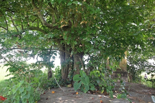 Xóm Đồng Bồ Mưng - căn cứ của lòng dân