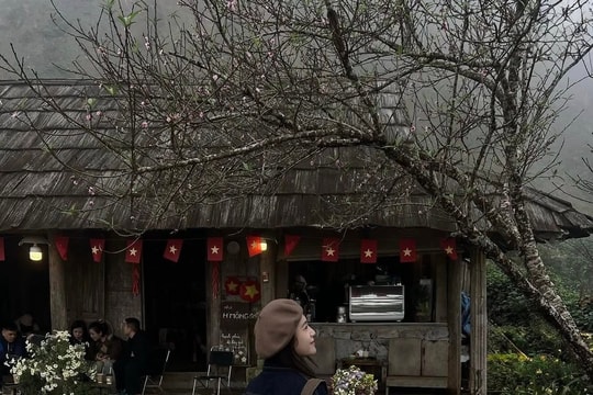 Săn hoa đào nở sớm tại vùng cao phía Bắc: Gợi ý lịch trình ngắm mây và hoa rừng