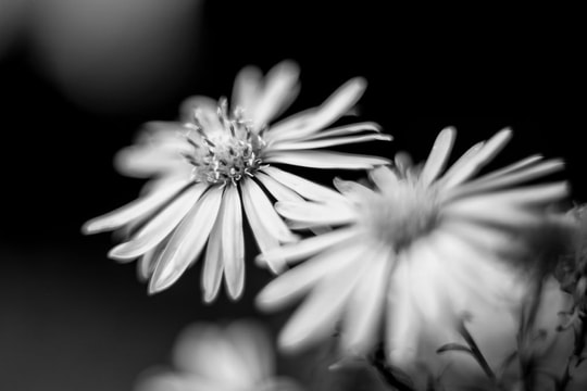 Kỹ thuật kiểm soát điểm lấy nét: Bí quyết tạo chiều sâu và tính nghệ thuật cho ảnh