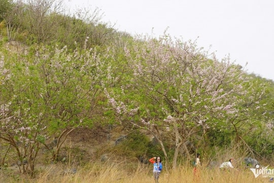 Ngắm hoa đỗ mai rực hồng trên đồi Con Heo: Điểm check-in mùa xuân sớm tại TPHCM