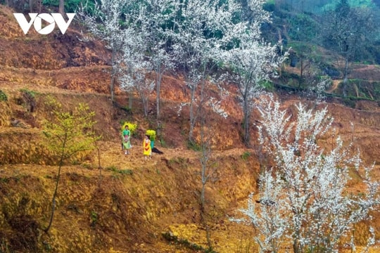 Hà Giang: Bản tình ca mùa xuân và những nụ cười sưởi ấm cao nguyên đá
