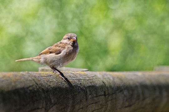 10 kỹ thuật chụp ảnh chim trong vườn: Từ chọn thiết bị đến làm chủ bối cảnh
