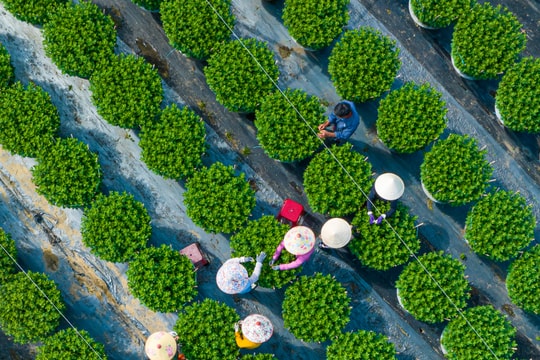 Duong Son flower village braces for busy Tet season