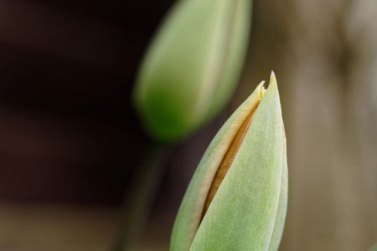 Bí quyết chụp ảnh hoa nghệ thuật trong nhà: 5 kỹ thuật để có tác phẩm chuyên nghiệp