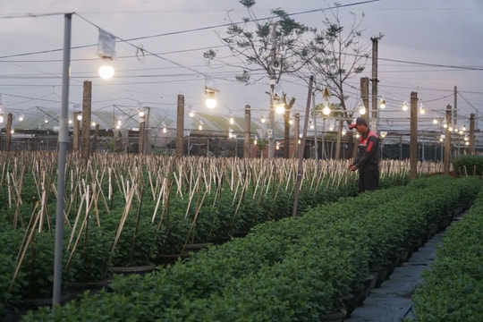 Triển vọng phát triển nông nghiệp tri thức và đa giá trị