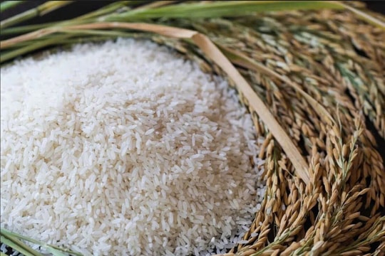 Giá lúa gạo hôm nay 16/1: Gạo nguyên liệu tăng nhẹ, thị trường lúa tươi ổn định