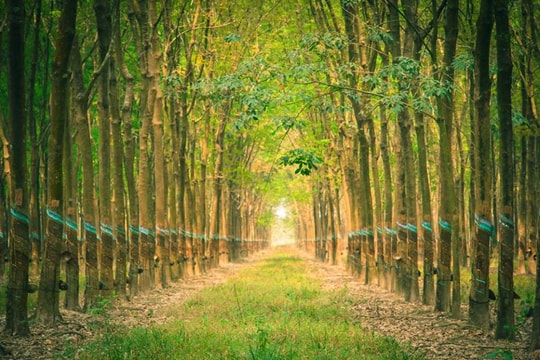 Giá cao su hôm nay 16/1: Thị trường thế giới tăng mạnh, giá nội địa đi ngang