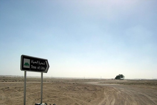 Bahrain: Giải mã bí ẩn cây Sự Sống 400 năm xanh tươi giữa sa mạc không nguồn nước