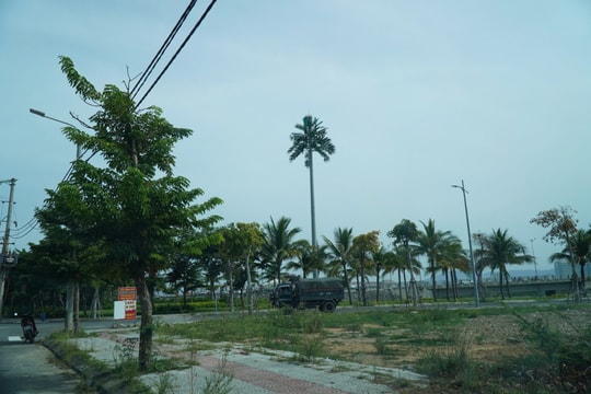 Những cây dừa không... trái