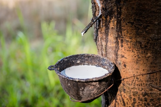 Giá cao su ngày 17/1: Sàn Thượng Hải giảm 1,5%, giá trong nước giữ ổn định