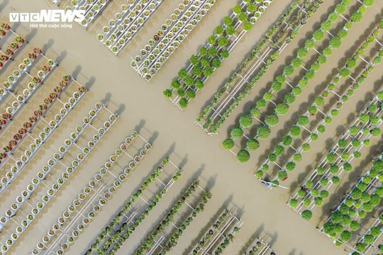 Làng hoa Sa Đéc: Sắc xuân rực rỡ tại thủ phủ hoa lớn nhất miền Tây