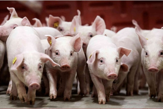 Giá heo hơi hôm nay 17/1: Miền Bắc neo đỉnh 76.000 đồng/kg, miền Nam tăng nhẹ