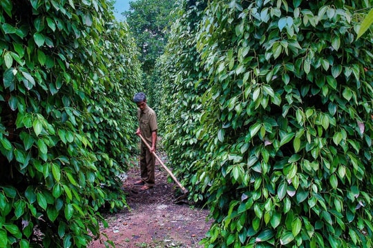 Giá hồ tiêu hôm nay 17/1: Giá nội địa giảm mạnh tới 2.500 đồng/kg, thấp nhất 147.500 đồng