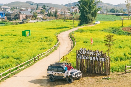 Mộc Châu: Say đắm sắc vàng mùa hoa cải nở rộ nơi cao nguyên