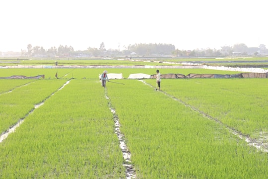 Hướng đến sản xuất lúa tập trung, chất lượng cao