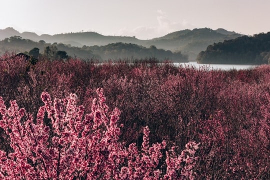 Điện Biên: Ngắm sắc hồng Sakura nở rộ giữa lòng hồ Pá Khoang