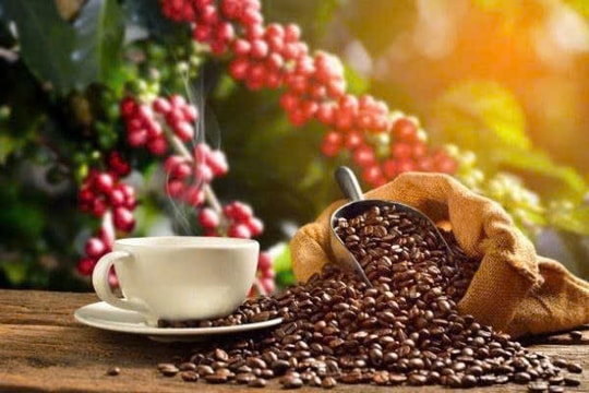 Giá cà phê hôm nay 21/1: Tăng lên 99.700 đồng/kg, tiến sát mốc lịch sử