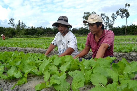 Kỳ vọng từ những vùng chuyên canh VietGAP