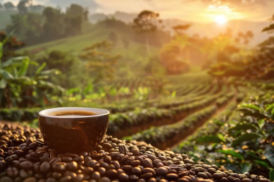Giá cà phê hôm nay 22/1: Trong nước giảm mạnh 1.400 đồng/kg