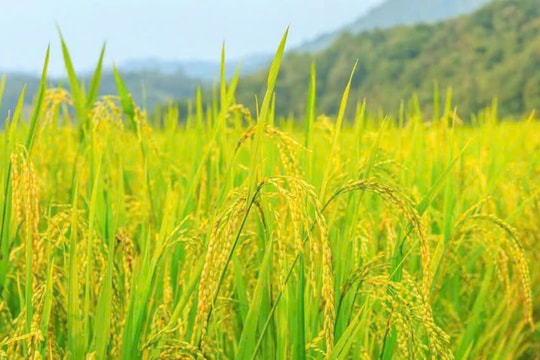 Giá lúa gạo hôm nay 22/1: Gạo nguyên liệu xuất khẩu tăng 300 đồng/kg