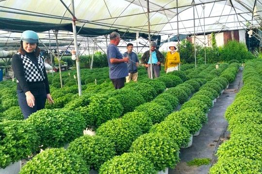 Hỗ trợ nông dân sản xuất vụ mùa Tết