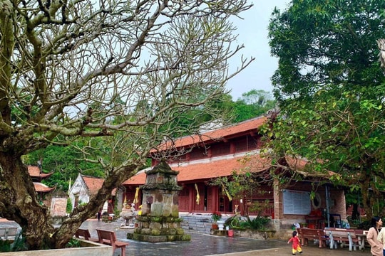 Dấu thiền xưa giữa rừng phong cổ thụ