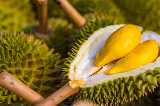 Giá sầu riêng hôm nay 24/1: Duy trì ổn định, mức cao nhất đạt 90.000 đồng/kg