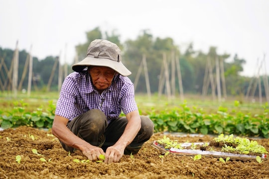 Làng rau Bàu Tròn vào vụ Tết