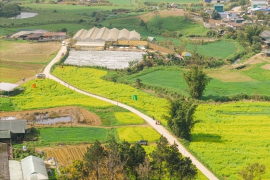 Mộc Châu nhuộm sắc vàng từ những cánh đồng hoa cải rộng hàng chục hecta