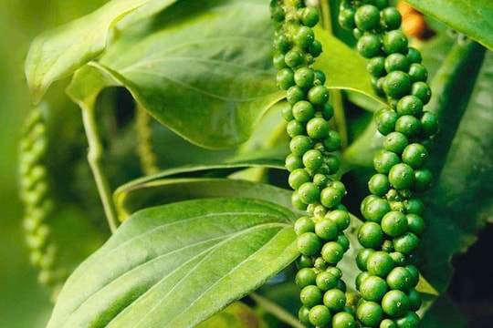 Giá tiêu hôm nay 26/1: Ổn định ở mức 150.000 đồng/kg, Việt Nam tăng thị phần tại Trung Quốc