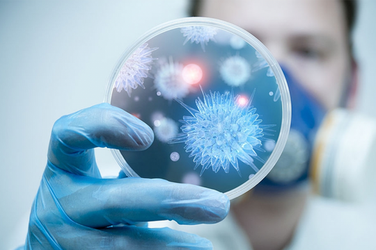 Tăng cường công tác giám sát, phòng, chống dịch bệnh do virus Nipah