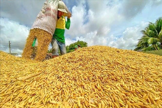 Giá lúa gạo hôm nay 27/1: Gạo nguyên liệu xuất khẩu giảm 100-200 đồng mỗi kg